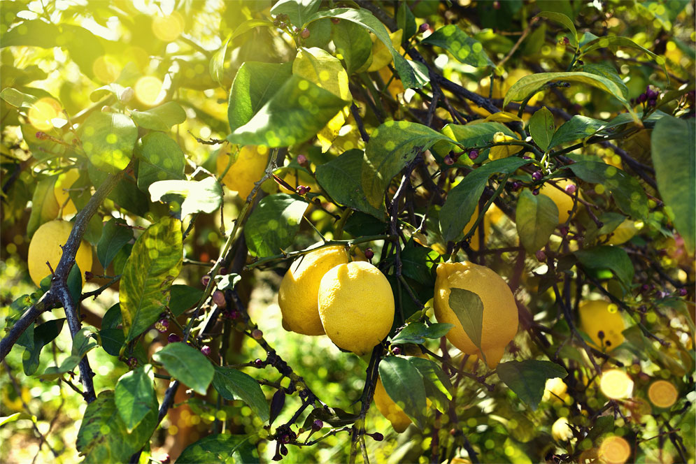 LemonSoda Nederland